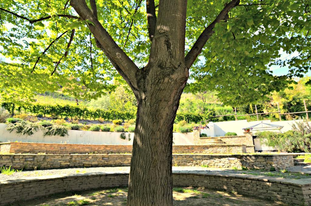 Diano dʼAlba Cascina Il Convivio旅馆 外观 照片