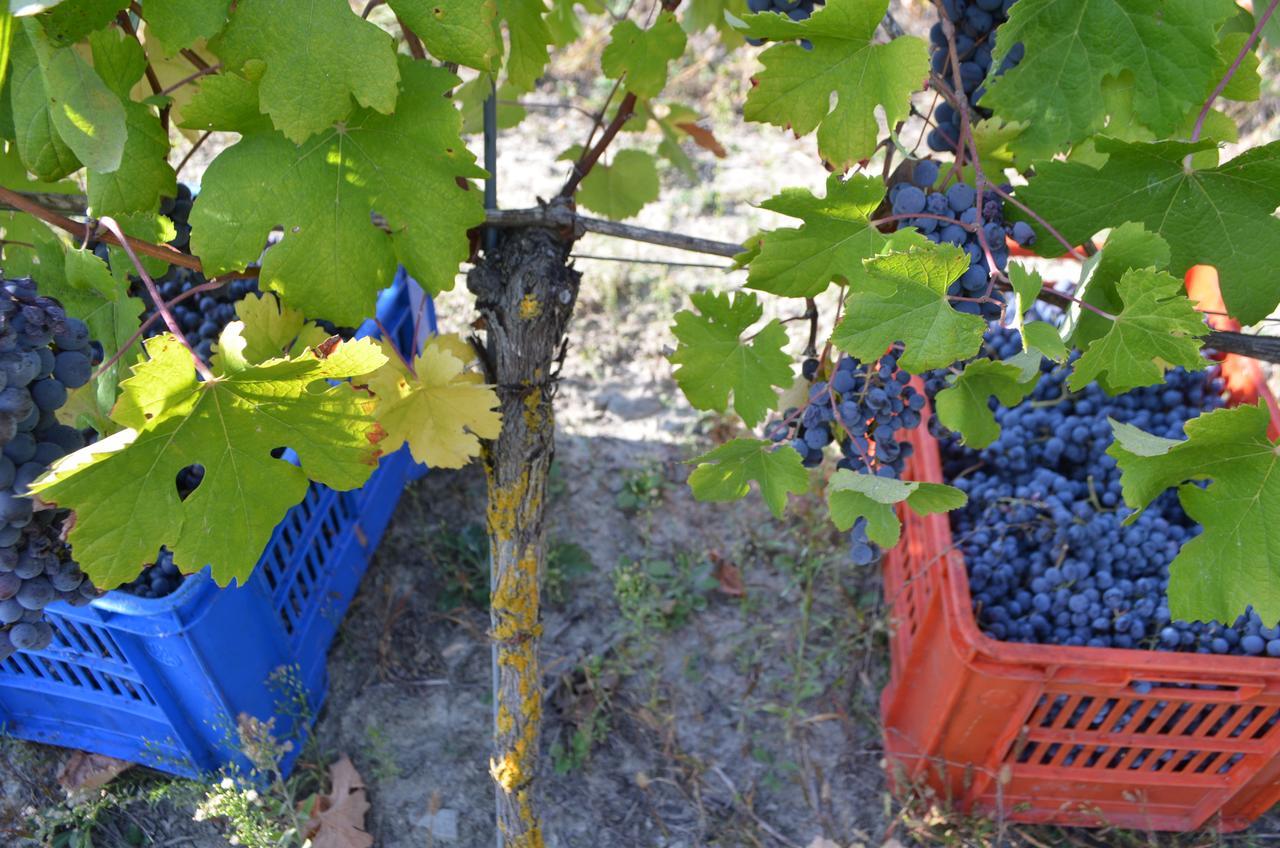 Diano dʼAlba Cascina Il Convivio旅馆 外观 照片